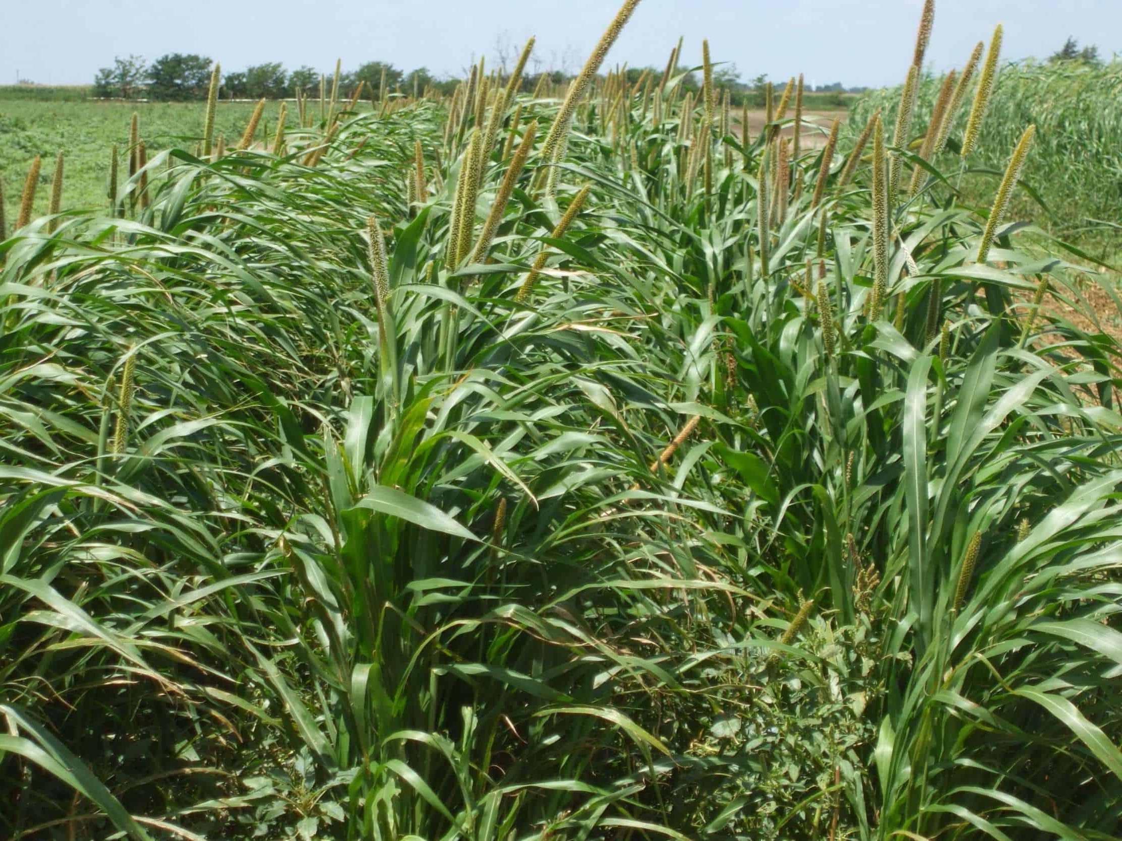 Hybrid Pearl Millet blowing in the wind